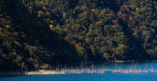 紅葉の山を背景に櫛の歯のように立ち並ぶ白く立ち枯れた木々（徳山ダム）の写真