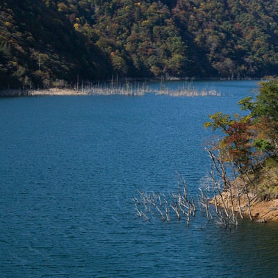 風で細かく波立つ秋の徳山湖湖面の写真