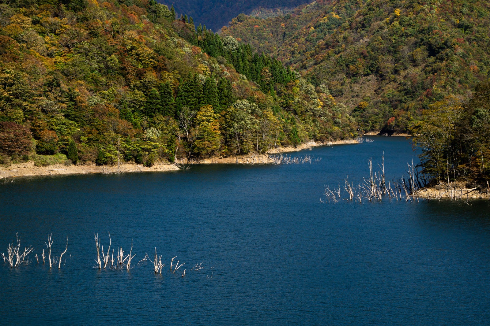 「徳山湖の青い湖面に見える多くの立ち枯れた木と囲む山々」の写真