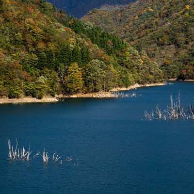 徳山湖の青い湖面に見える多くの立ち枯れた木と囲む山々の写真