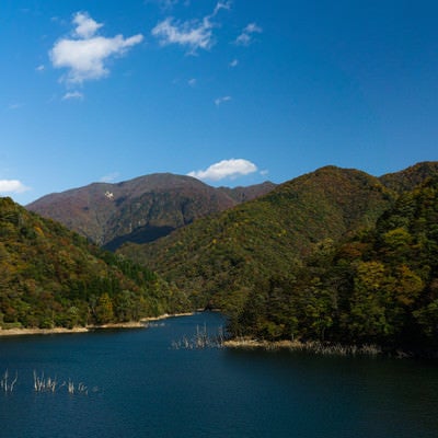 色づいた山に囲まれた徳山湖の写真