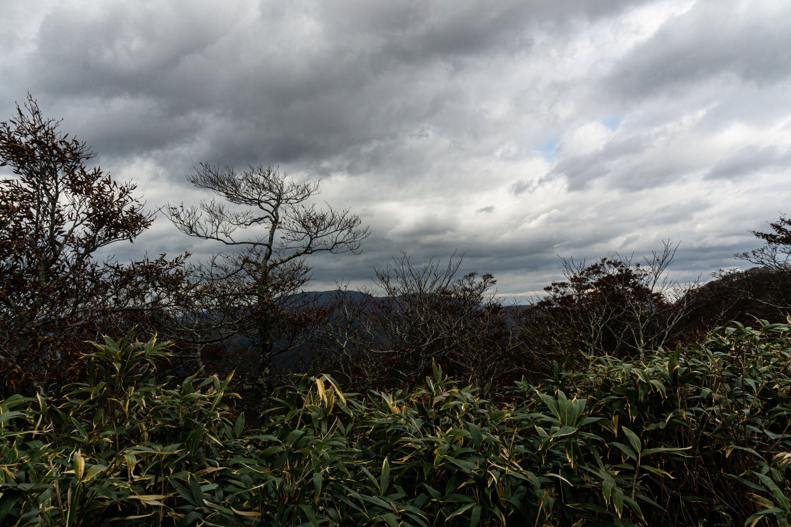 「登山道の笹と曇り空（冠垰山）」の写真
