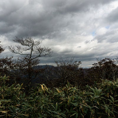 登山道の笹と曇り空（冠垰山）の写真