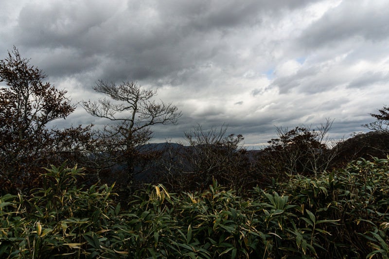 登山道の笹と曇り空（冠垰山）の写真