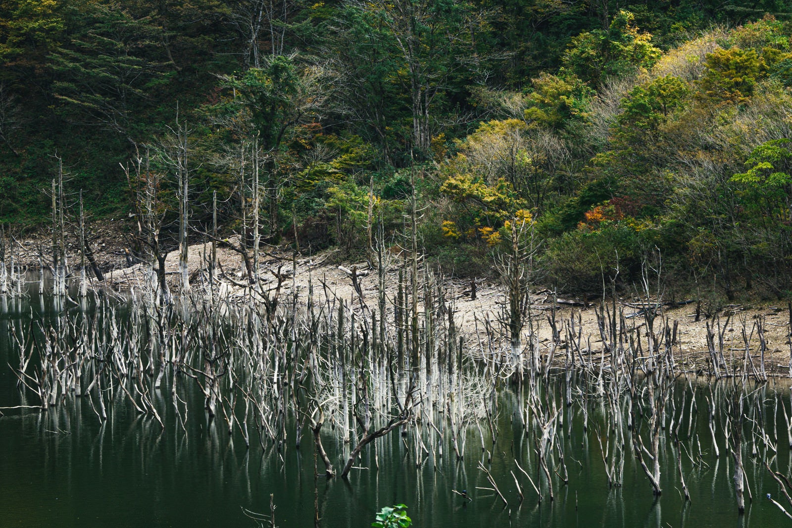 「湖面にリフレクションして立ち並ぶ立ち枯れた木々と徳山湖の様子」の写真