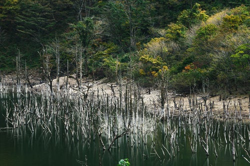 湖面にリフレクションして立ち並ぶ立ち枯れた木々と徳山湖の様子の写真
