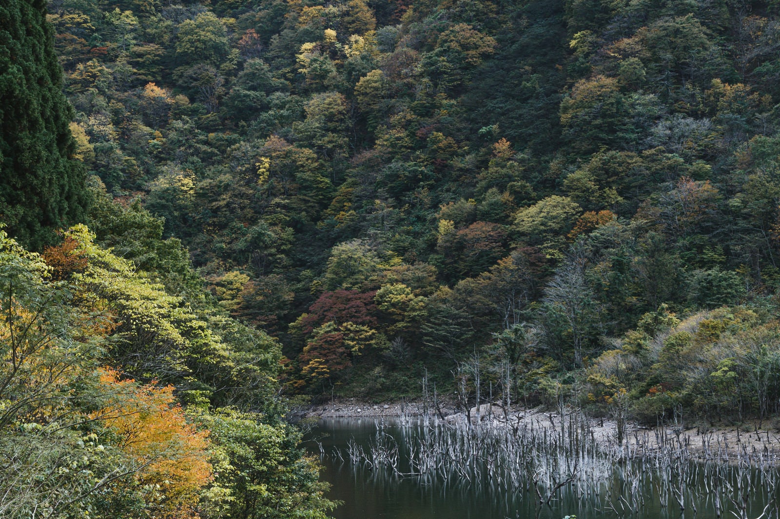 「色づいた山に挟まれた立ち枯れた木々と徳山湖」の写真