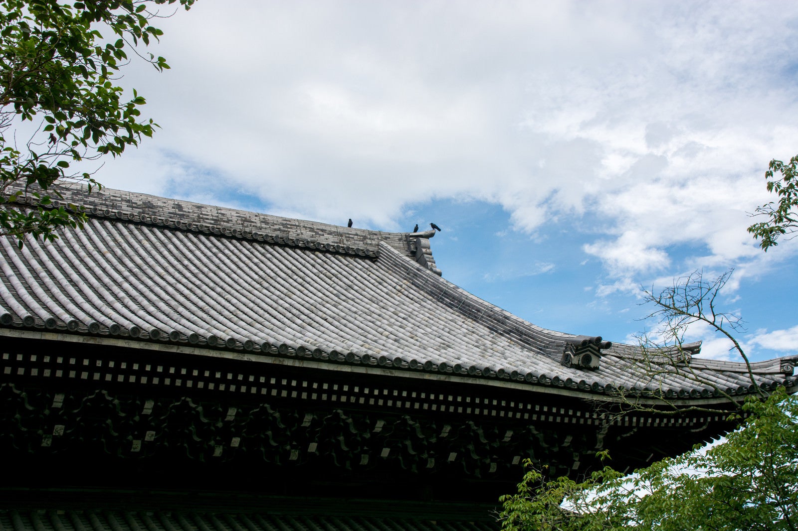 「南禅寺法堂の屋根の上で休憩する烏」の写真