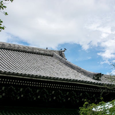 南禅寺法堂の屋根の上で休憩する烏の写真
