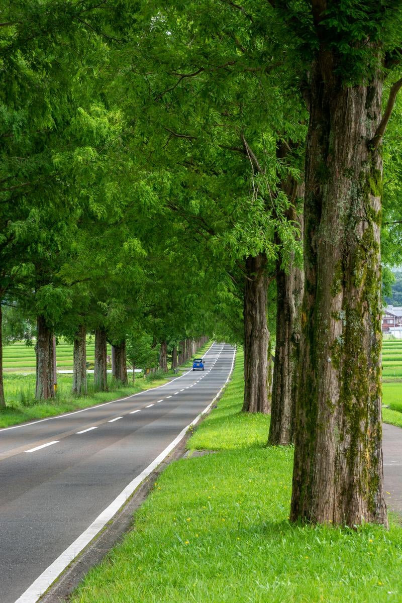「足元を柔らかな夏草に覆われて立ち並ぶメタセコイアの木々」の写真