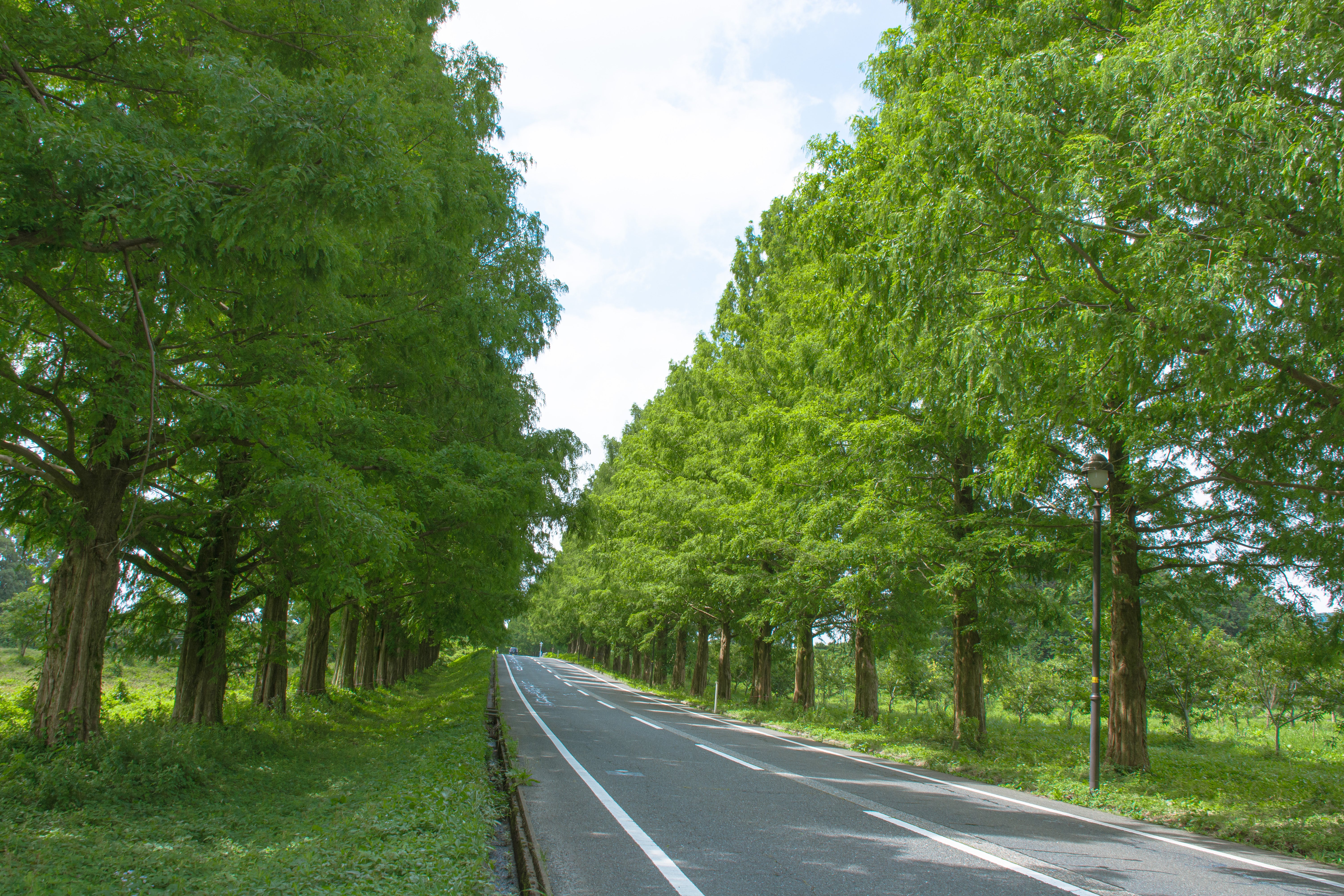 道路を挟んだ日陰の並木と日の光に輝く並木の無料写真素材 - ID.88131｜ぱくたそ