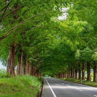 道の両側から伸びるメタセコイアの枝が作る緑のトンネルの写真