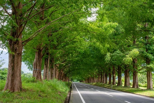道の両側から伸びるメタセコイアの枝が作る緑のトンネルの写真