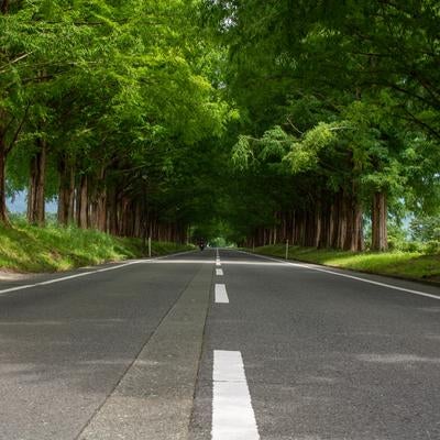 まっすぐに続く緑濃いメタセコイア並木の写真