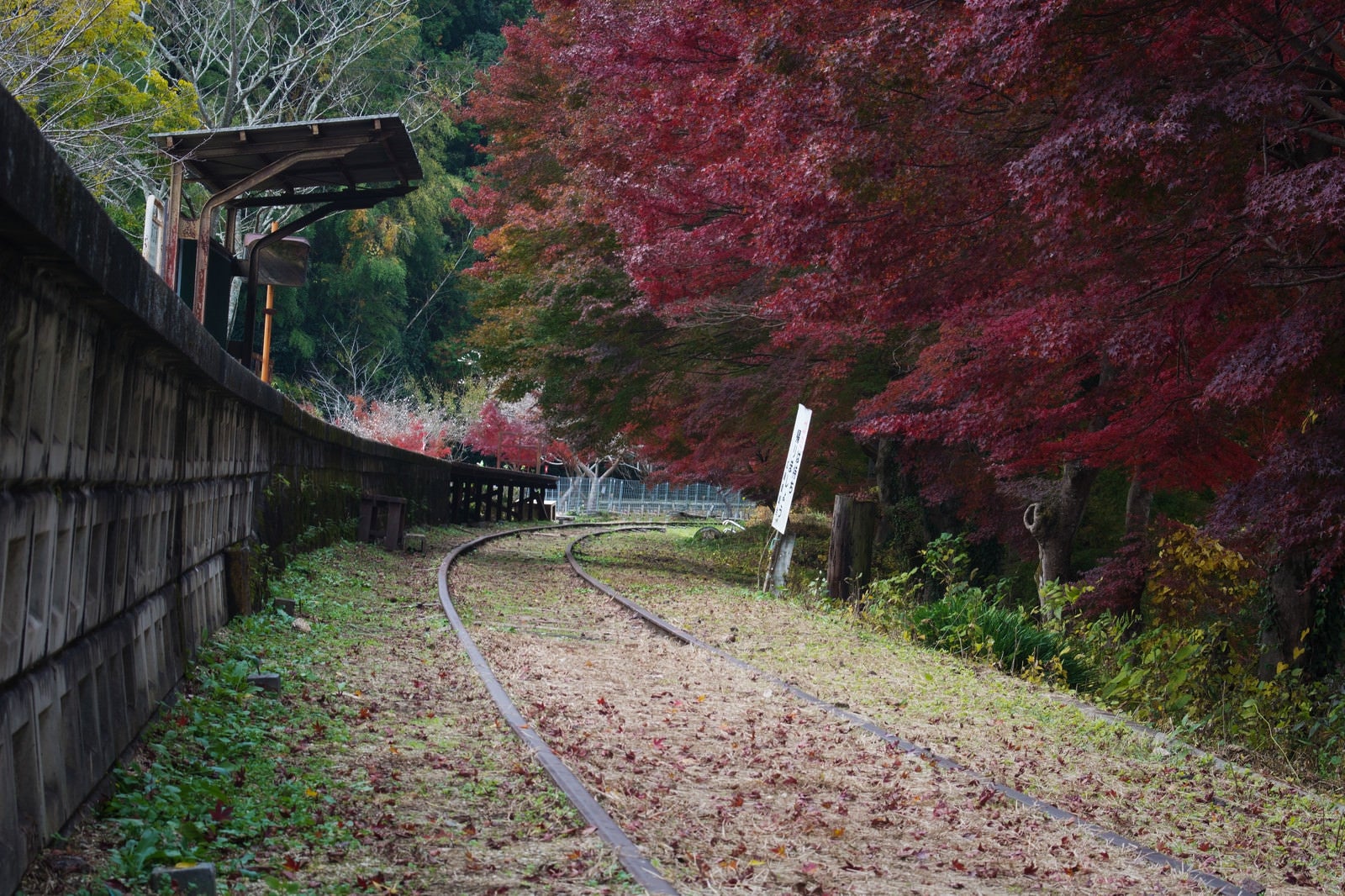 「紅葉に囲まれた廃駅」の写真