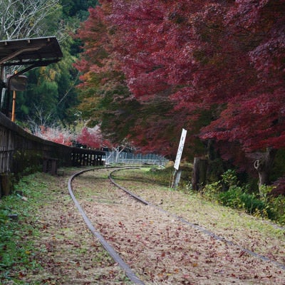 紅葉に囲まれた廃駅の写真
