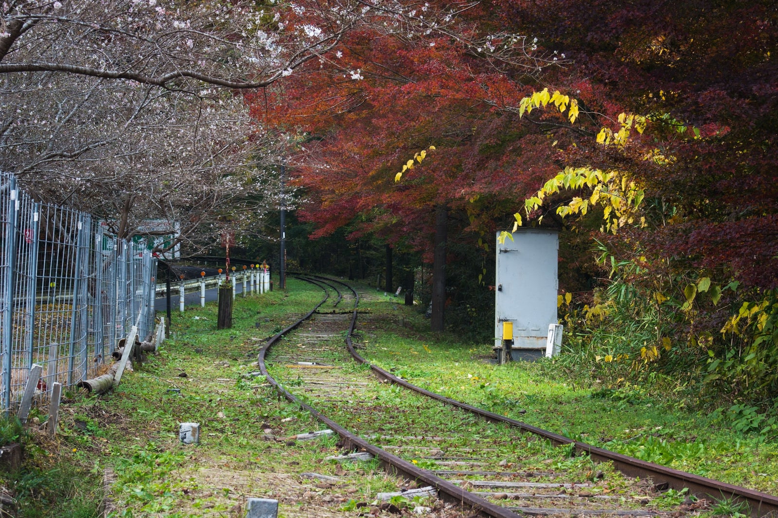 「廃線を囲む紅葉と秋に咲く四季桜」の写真