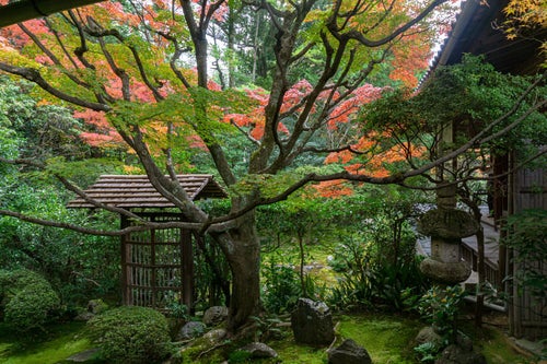 秋の装いに彩られた桂春院「侘（わび）の庭」の写真