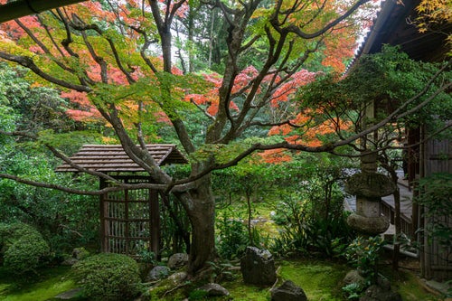 秋の装いに彩られた桂春院「侘(わび)の庭」の写真