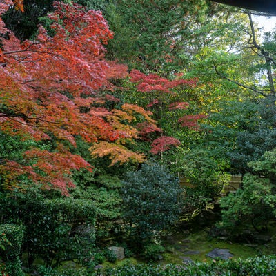 常緑の木々の中一際鮮やかに見える紅葉の写真
