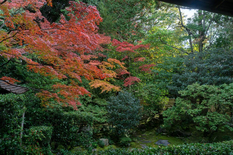常緑の木々の中一際鮮やかに見える紅葉の写真