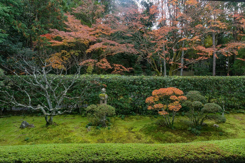 妙心寺桂春院の苔庭と紅葉