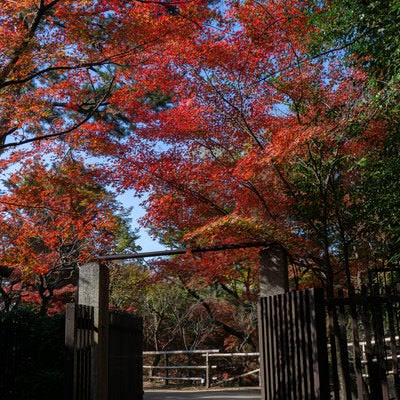 約350本の紅葉が見頃を迎える北野天満宮御土居のもみじ苑への入り口の写真