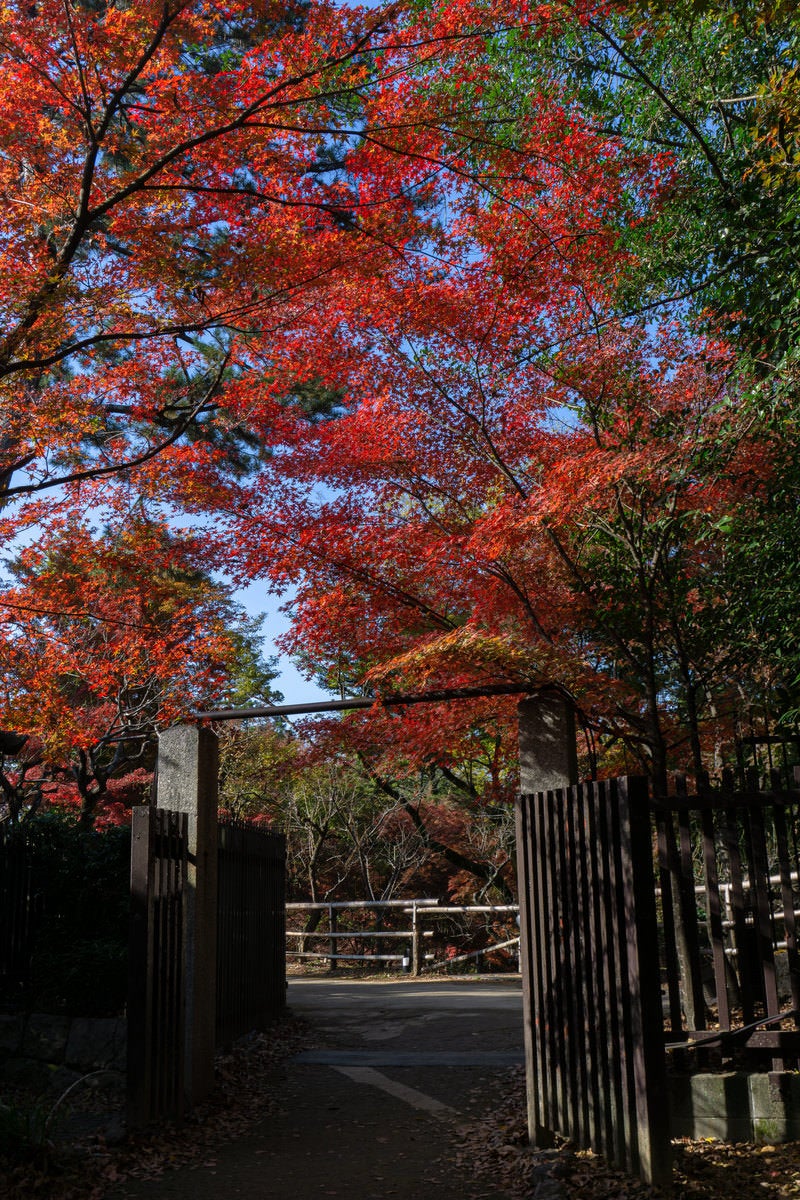 「約350本の紅葉が見頃を迎える北野天満宮御土居のもみじ苑への入り口」の写真