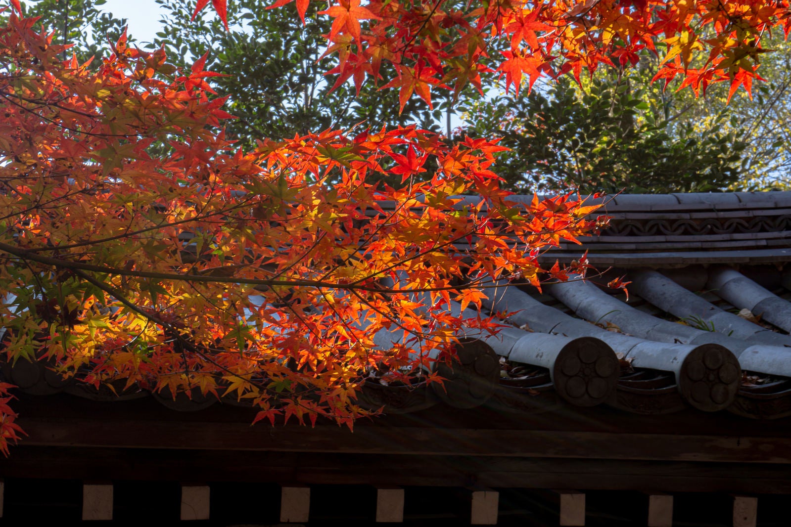 「瓦屋根を彩る日に輝く紅葉」の写真