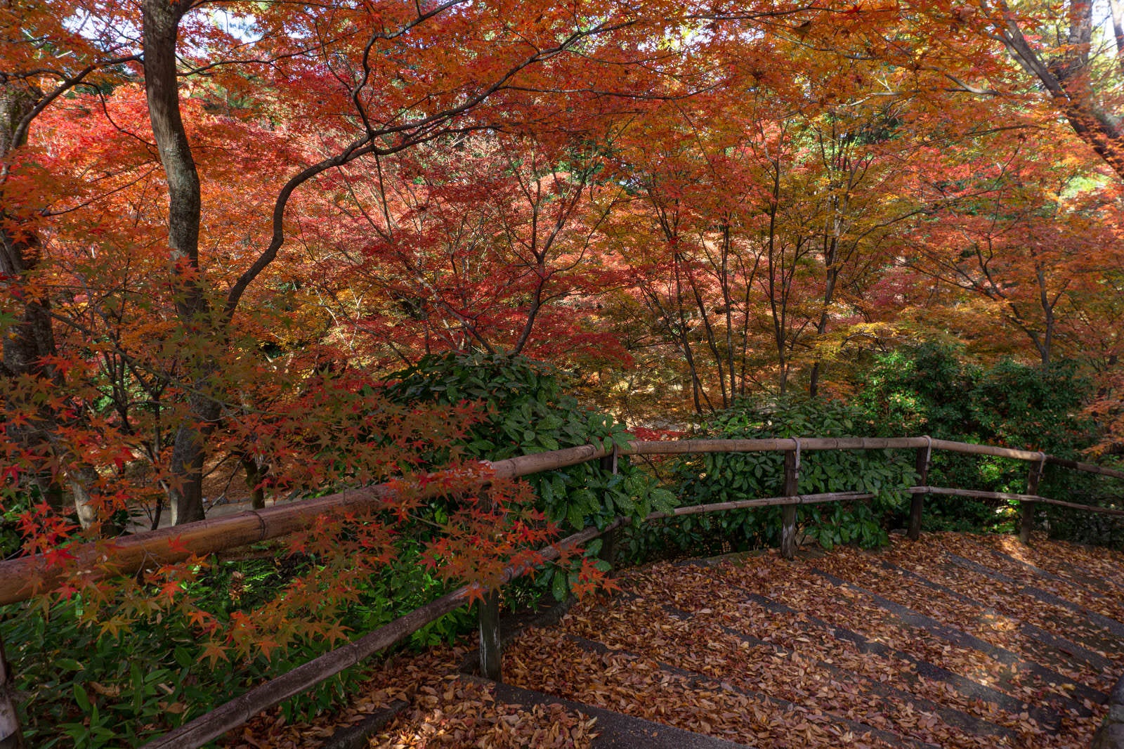 「落ち葉に埋もれる紅葉に囲まれる階段」の写真