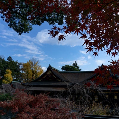 もみじ苑展望所から見る紅葉の額縁の中の本殿の写真