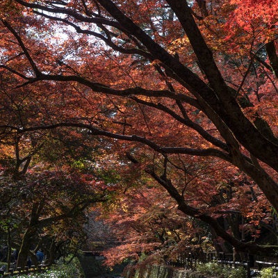 紙屋川を覆うように立ち並ぶ紅葉の写真