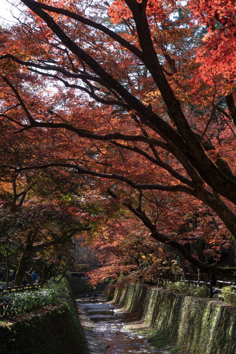 「紙屋川を覆うように立ち並ぶ紅葉」の写真