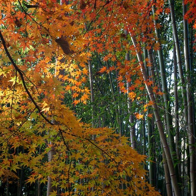 竹林と紅葉の対比の写真