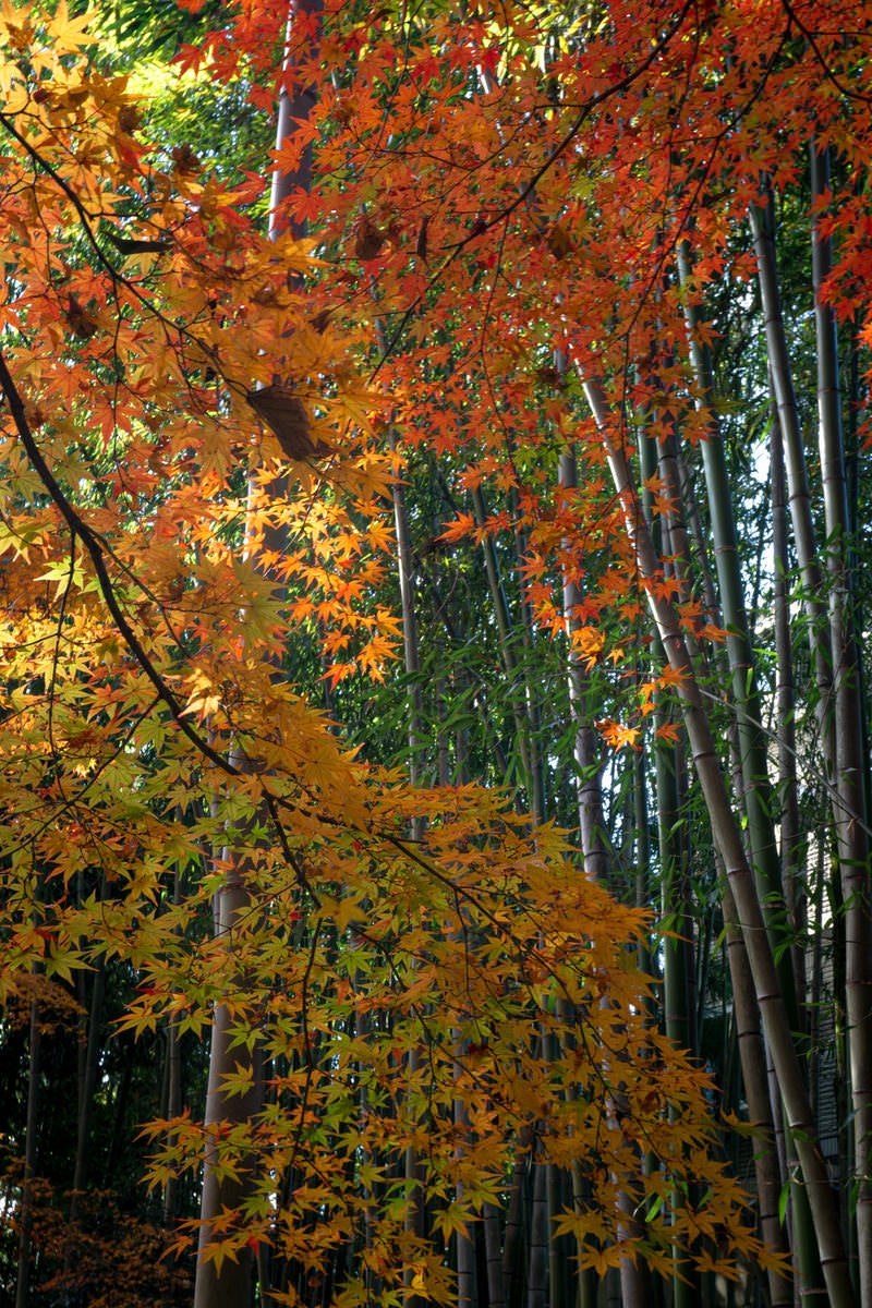「竹林と紅葉の対比」の写真