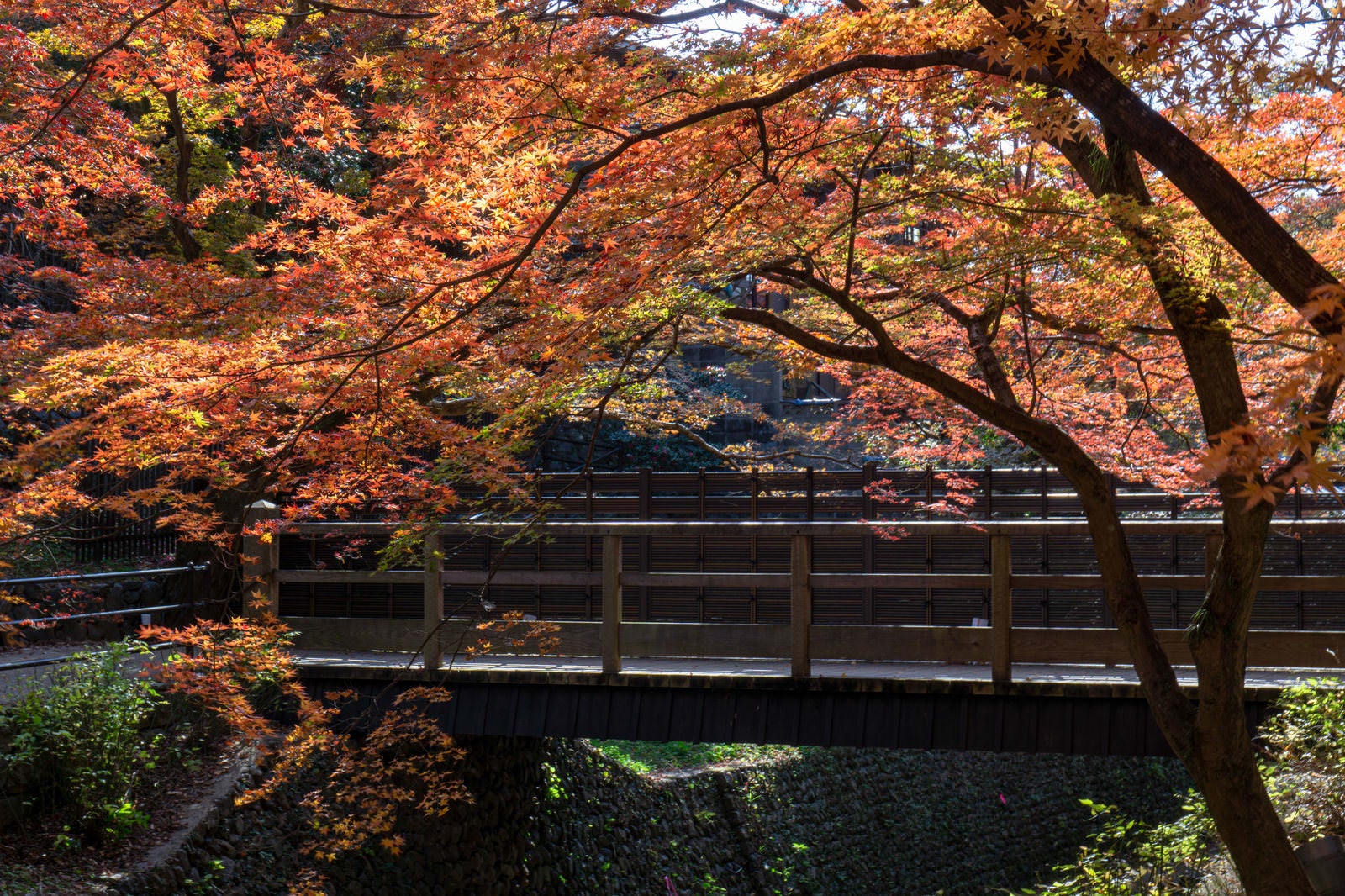 「紙屋川にかかる小さな木造の橋と紅葉」の写真