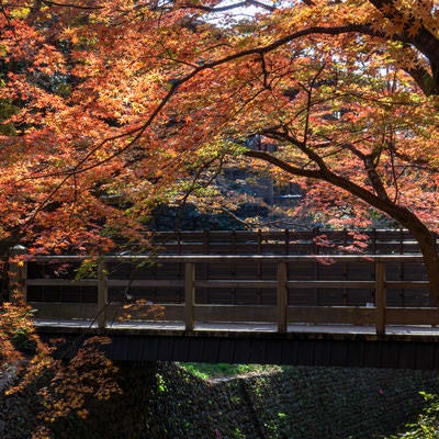 紙屋川にかかる小さな木造の橋と紅葉の写真