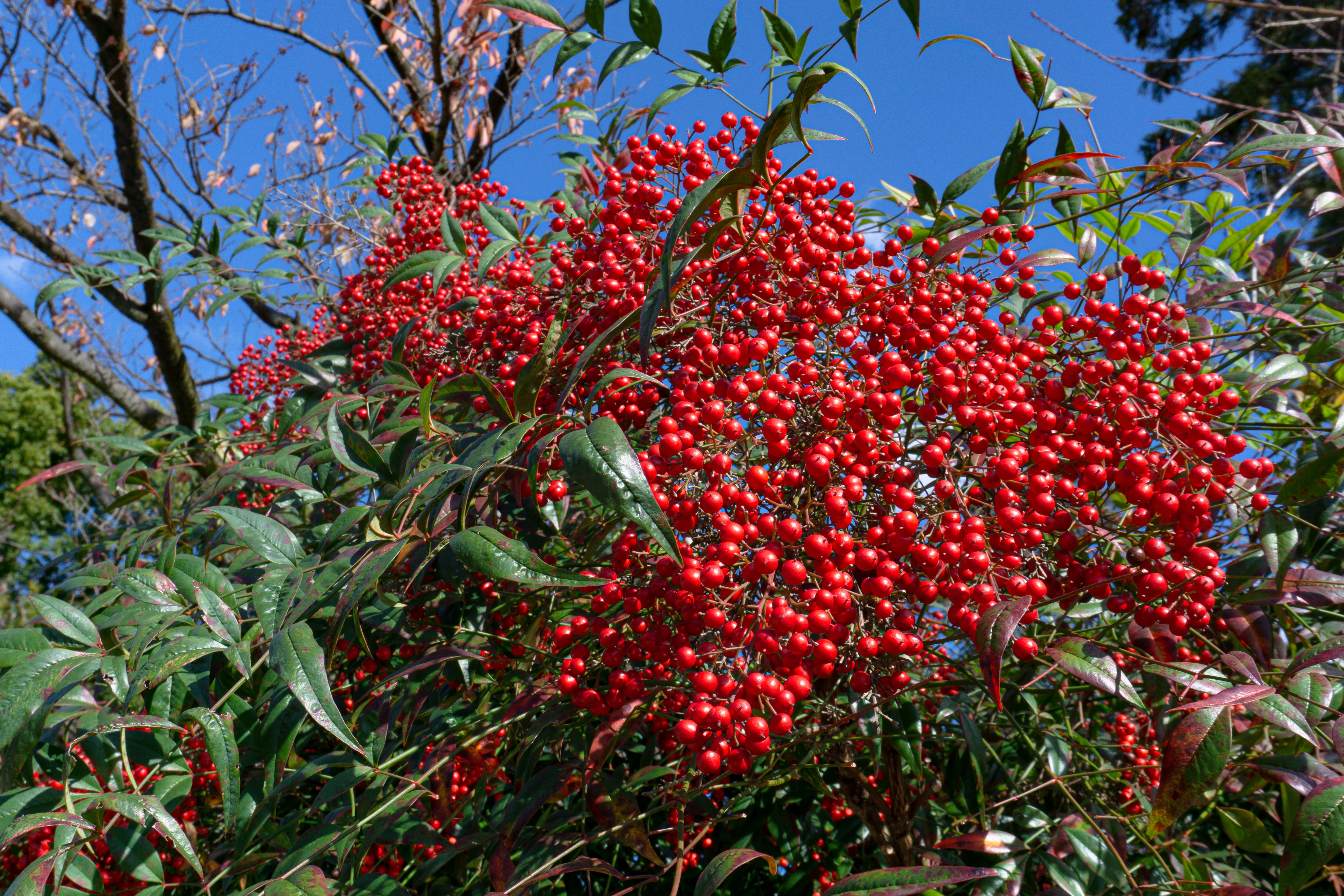 zubottysDSC00345242.jpg?&