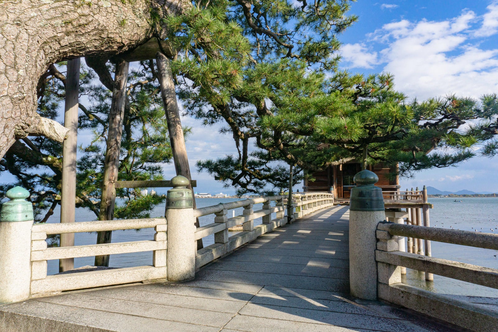 「琵琶湖岸の境内から浮御堂へ向かう石橋とその目の前に大ぶりの枝を伸ばす見事な松の木」の写真