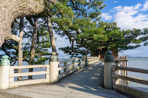 琵琶湖岸の境内から浮御堂へ向かう石橋とその目の前に大ぶりの枝を伸ばす見事な松の木の写真