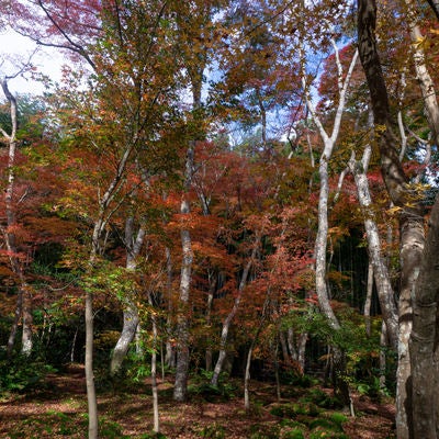 苔庭を彩る散紅葉と立ち並ぶ紅葉した木々の写真