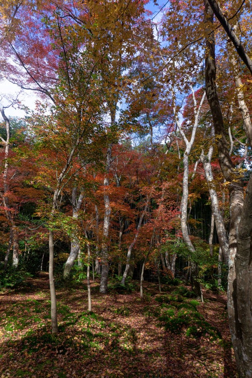 苔庭を彩る散紅葉と立ち並ぶ紅葉した木々の写真