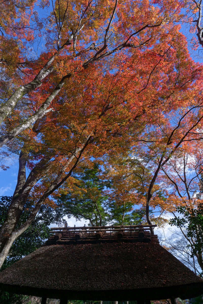 小さな茅葺屋根とその上を飾る美しい紅葉の写真