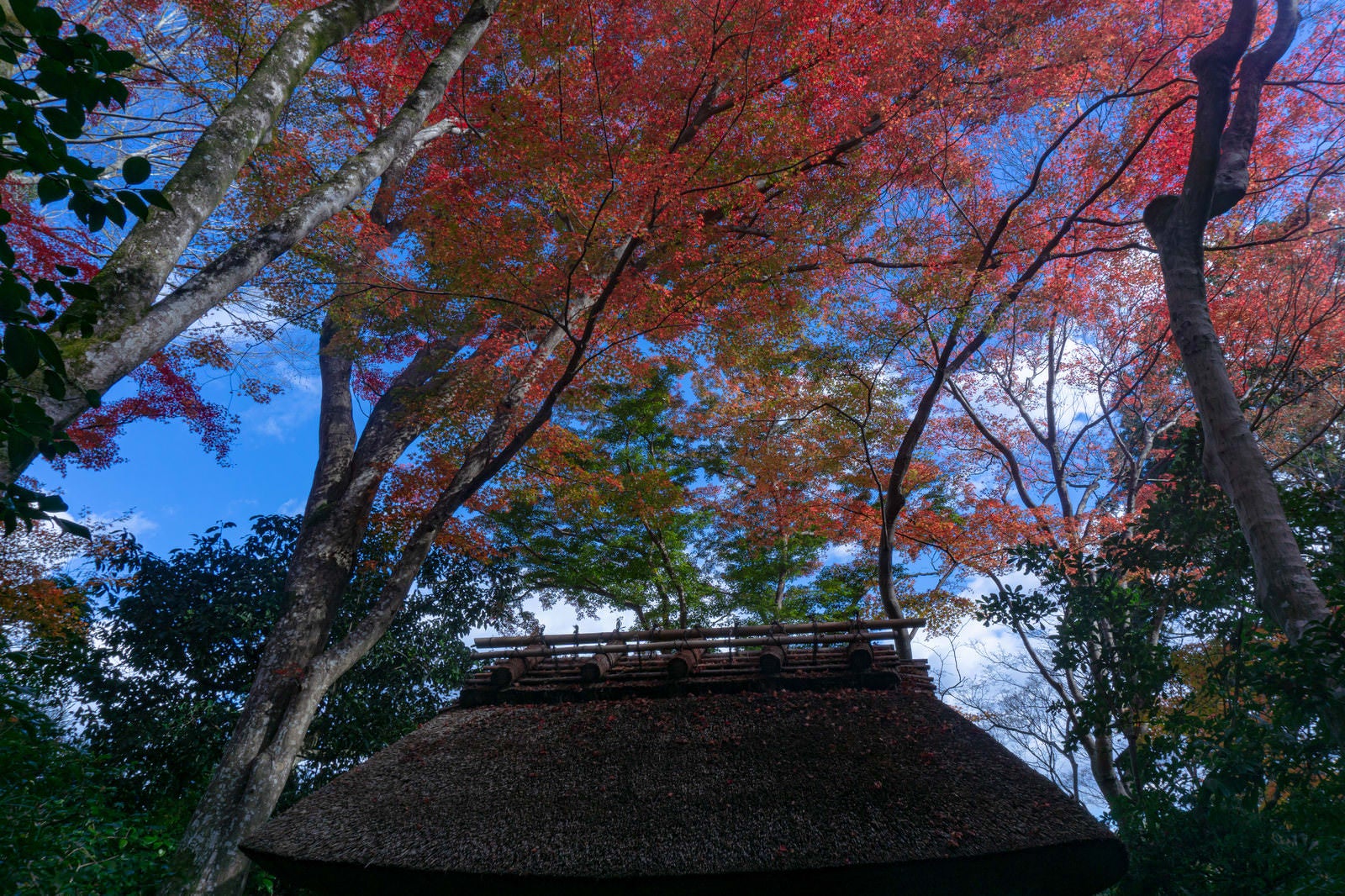 「小さな茅葺屋根を覆うように広がる見事な紅葉」の写真