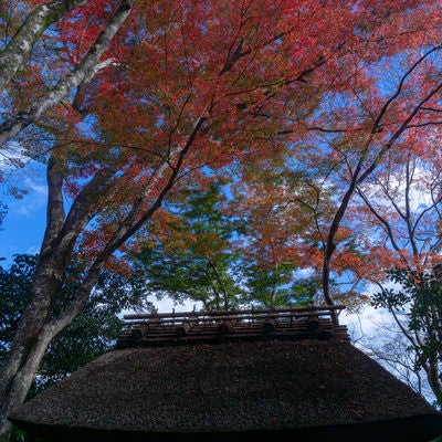 小さな茅葺屋根を覆うように広がる見事な紅葉の写真