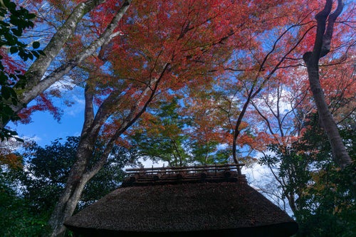 小さな茅葺屋根を覆うように広がる見事な紅葉の写真