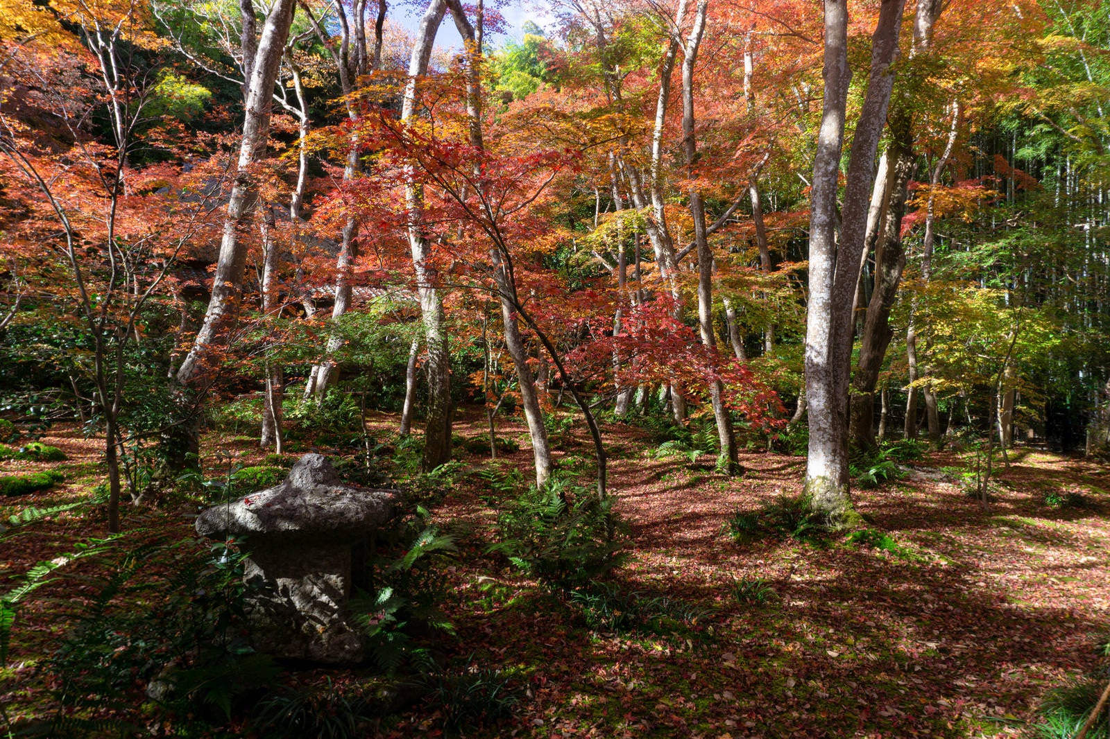 「緑と赤の競演が美しい秋の苔庭」の写真