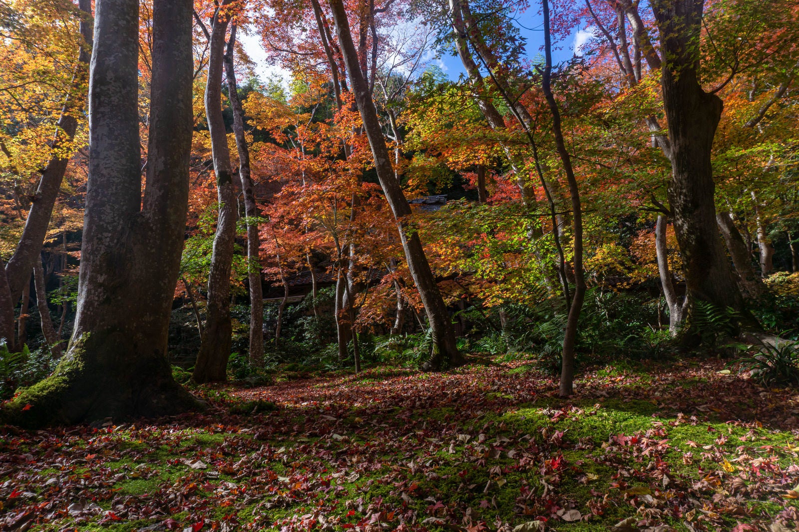 「見事な苔庭に降り積もる落ち葉と日の光を浴びて輝く色とりどりに染まった葉」の写真
