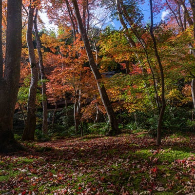 見事な苔庭に降り積もる落ち葉と日の光を浴びて輝く色とりどりに染まった葉の写真