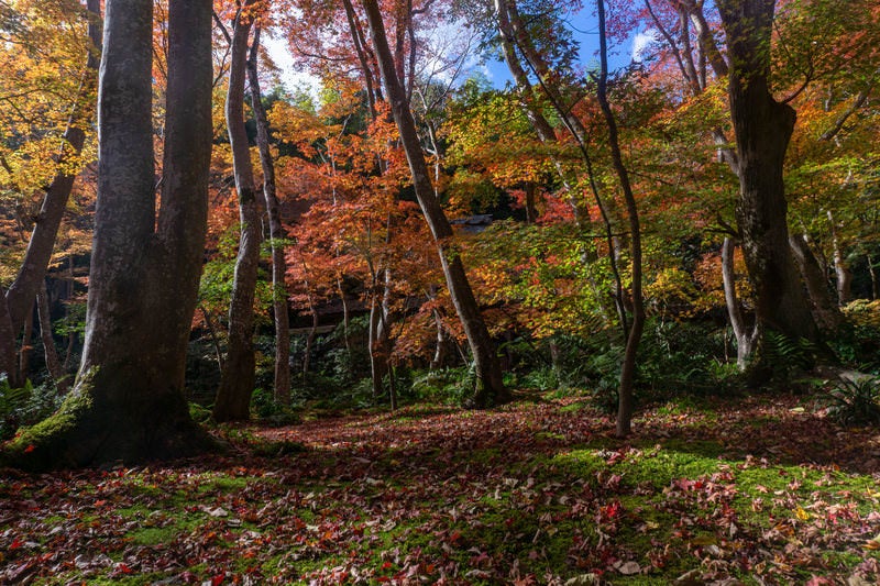 見事な苔庭に降り積もる落ち葉と日の光を浴びて輝く色とりどりに染まった葉の写真
